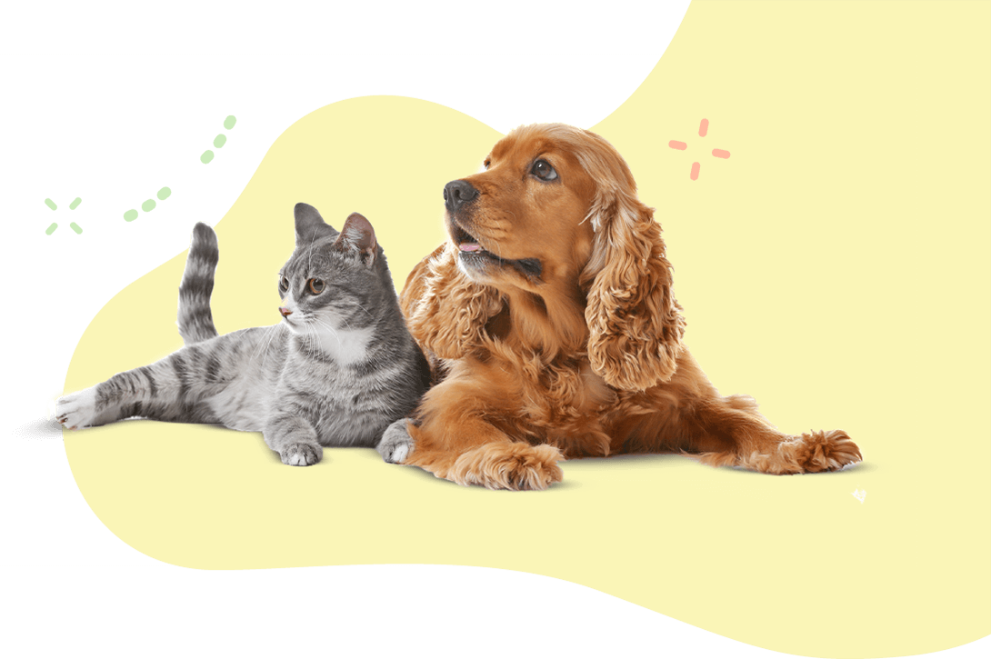 https://www.bonchien.dev/wp-content/uploads/2019/08/hero_image_11.png