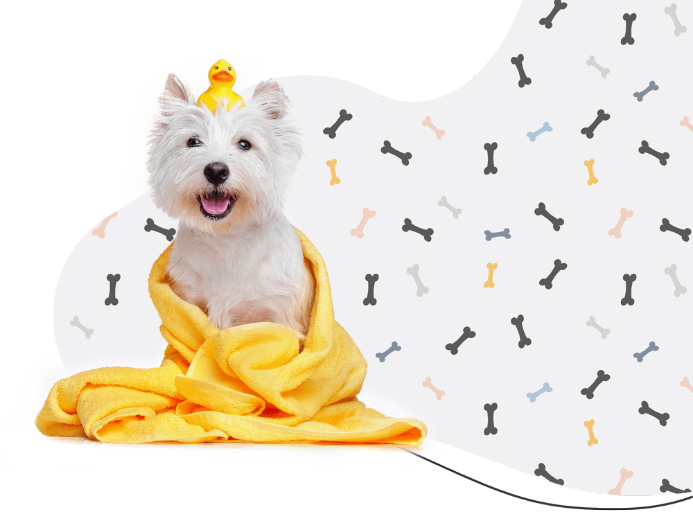 https://www.bonchien.dev/wp-content/uploads/2019/08/hero_prices.png