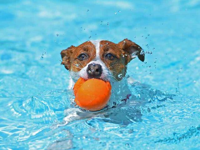 14 Foods You Can Share with Your Dog