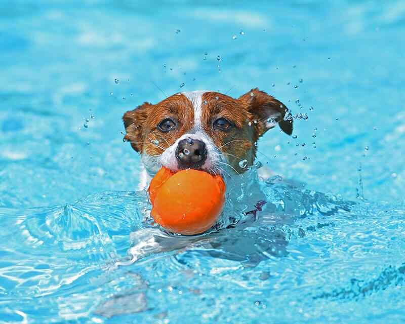 14 Foods You Can Share with Your Dog